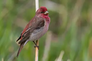 Rosefinch Prints: Common Rosefinch