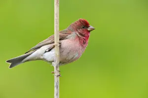 Rosefinch Prints: Common Rosefinch