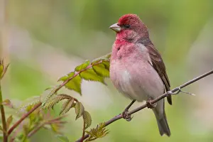 Rosefinch Prints: Common Rosefinch