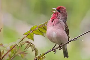 Rosefinch Prints: Common Rosefinch