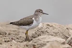 Sandpipers Prints: Common Sandpiper
