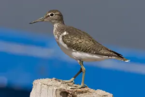 Actitis Prints: Common Sandpiper, Actitis hypoleucos