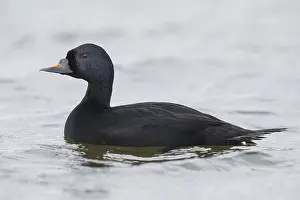 Scoter Prints: Common Scoter