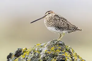 Swampland Prints: Common Snipe