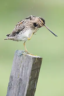 Swampland Prints: Common Snipe