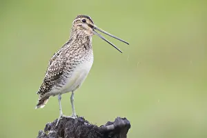 Swampland Prints: Common Snipe