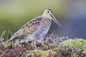 Swampland Prints: Common Snipe