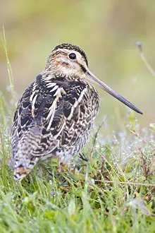 Swampland Prints: Common Snipe