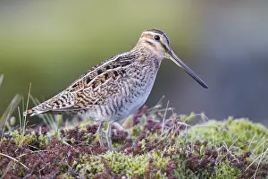 Swampland Prints: Common Snipe