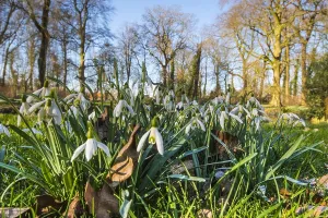 Stinsenflora Prints: Common Snowdrop, Galanthus nivalis