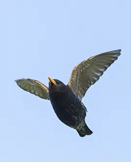 Images Dated 27th May 2023: Common Starling, Sturnus vulgaris