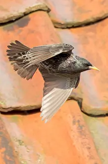 Images Dated 27th May 2023: Common Starling, Sturnus vulgaris