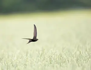 2016 Prints: Common Swift, Apus apus