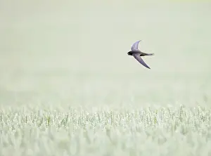2016 Prints: Common Swift, Apus apus
