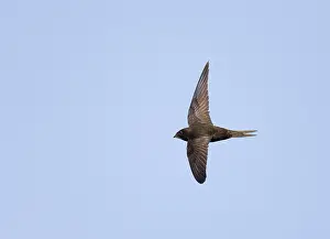 Images Dated 8th June 2014: Common Swift, Apus apus