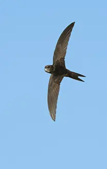 2020 Prints: Common Swift (Apus apus) flying