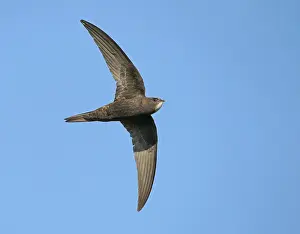 2020 Prints: Common Swift (Apus apus) flying