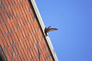 Images Dated 23rd February 2006: Common Swift, Gierzwaluw, Apus apus