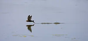 Common Swift, Gierzwaluw, Apus apus