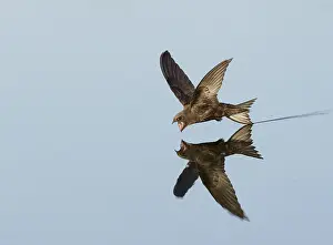 Arial Feeder Prints: Common Swift;Apus apus