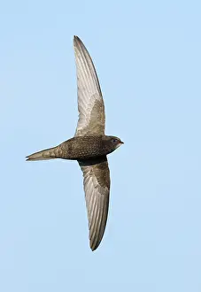 Arial Feeder Prints: Common Swift;Apus apus