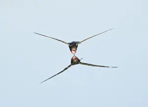 Arial Feeder Prints: Common Swift;Apus apus