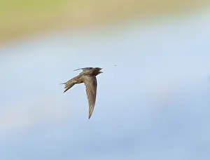 Arial Feeder Prints: Common Swift;Apus apus