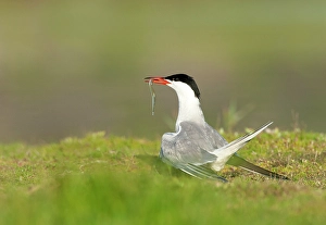 Images Dated 10th August 2019: Common Tern, Sterna hirundo