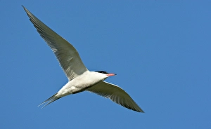 Images Dated 10th August 2019: Common Tern, Sterna hirundo