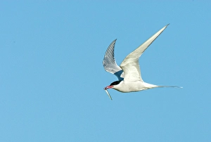 Images Dated 13th August 2019: Common Tern, Sterna hirundo