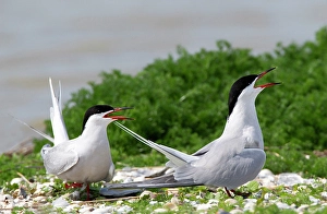 Wagejot Prints: Common Tern, Sterna hirundo
