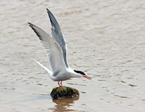 Common Tern, Sterna hirundo