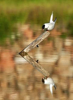 Images Dated 13th August 2019: Common Tern, Sterna hirundo
