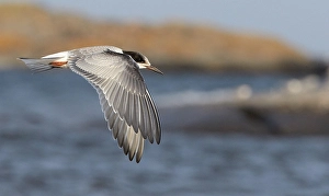 Images Dated 8th August 2016: Common Tern, Sterna hirundo