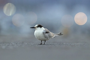 Images Dated 10th October 2018: Common Tern, Sterna hirundo