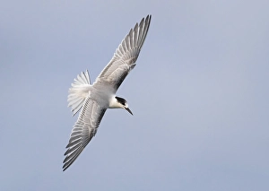 Images Dated 10th October 2018: Common Tern, Sterna hirundo