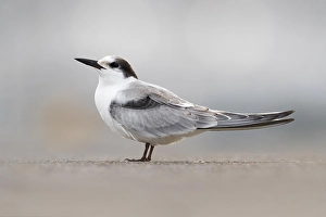 Images Dated 10th October 2018: Common Tern, Sterna hirundo