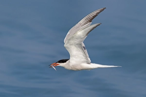 Images Dated 8th June 2022: Common Tern; Sterna hirundo