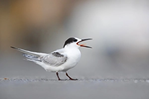 Images Dated 10th October 2018: Common Tern, Sterna hirundo