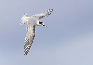 Images Dated 10th October 2018: Common Tern, Sterna hirundo