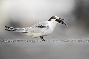 Images Dated 10th October 2018: Common Tern, Sterna hirundo