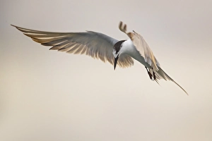 Images Dated 10th October 2018: Common Tern, Sterna hirundo
