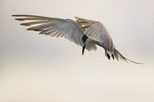 Images Dated 10th October 2018: Common Tern, Sterna hirundo