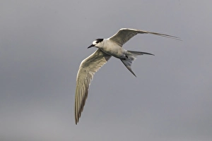 Images Dated 9th October 2018: Common Tern, Sterna hirundo