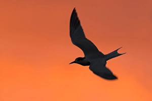 Images Dated 10th October 2018: Common Tern, Sterna hirundo
