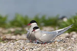 Love Prints: Common Tern, Sterna hirundo