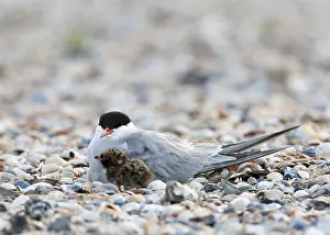 Images Dated 6th June 2012: Common Tern, Sterna hirundo