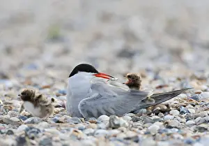 Images Dated 6th June 2012: Common Tern, Sterna hirundo