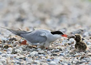 Images Dated 6th June 2012: Common Tern, Sterna hirundo