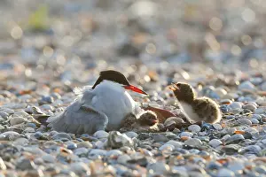 Images Dated 6th June 2012: Common Tern, Sterna hirundo